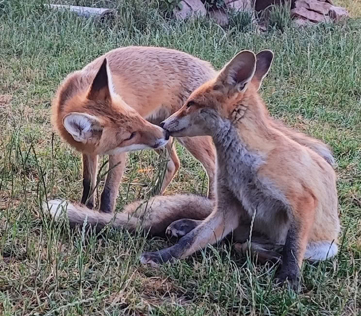 Füchse im Aussengehege