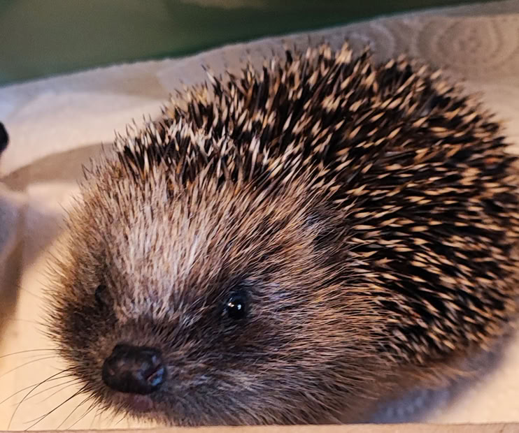 Junger Igel