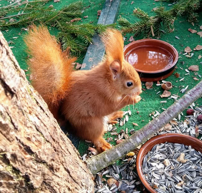 Eichhörnchen knabbert Sonnenblumenkerne