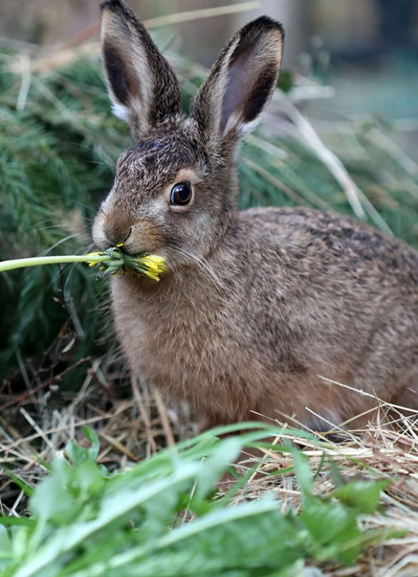 Feldhase knabbert an Löwenzahn