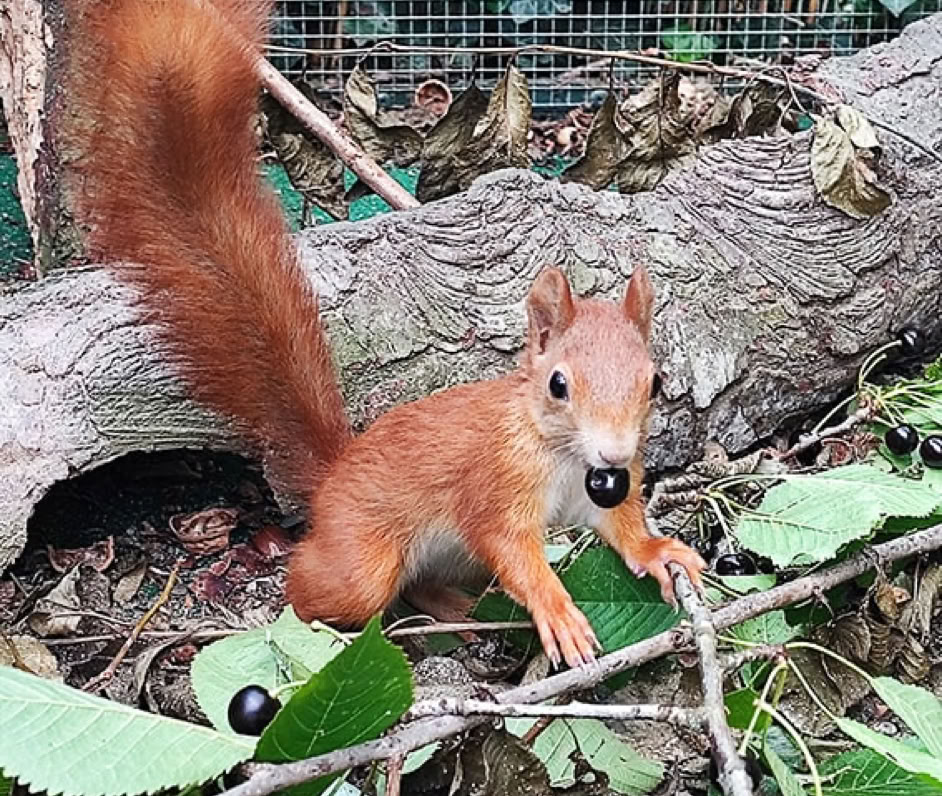 Eichhörnchen mit Kirsche