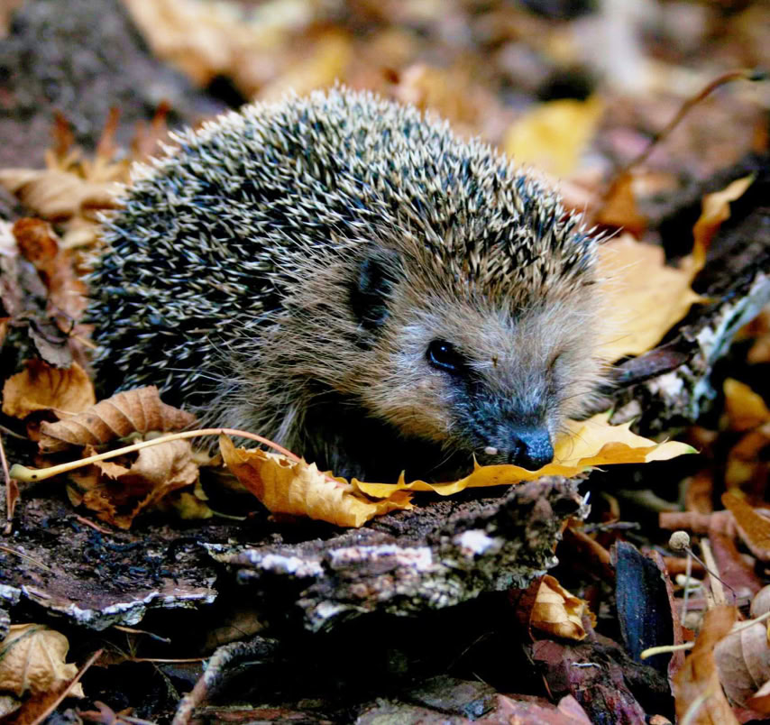 Igel auf dem Waldboden