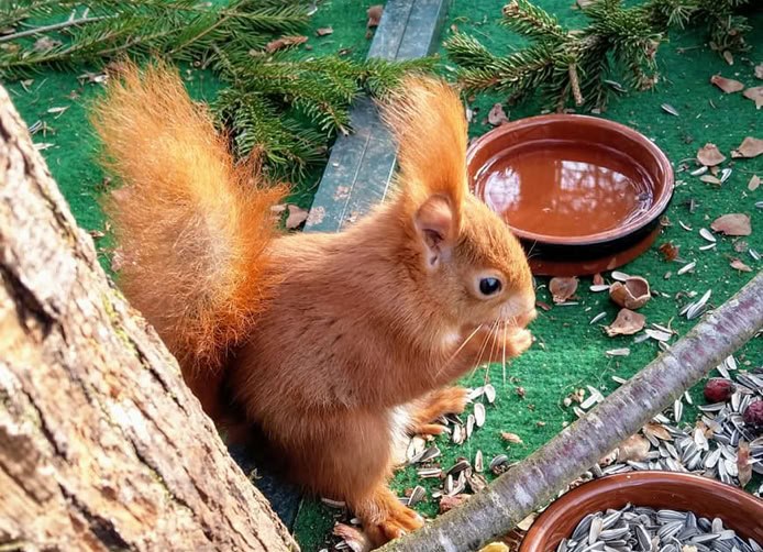 Eichhörnchen beim Fressen