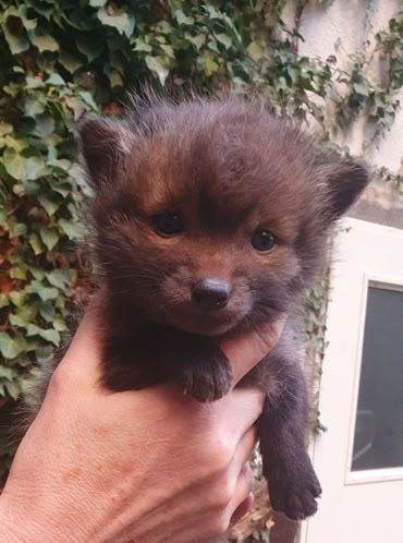 Kleiner Fuchs in der Hand