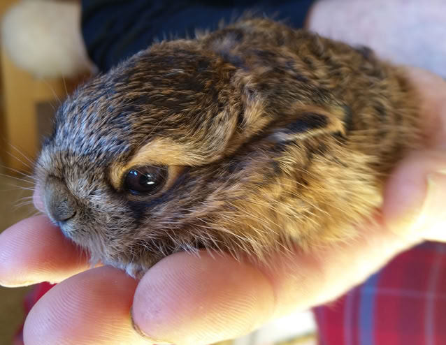 Junger Feldhase auf der Hand