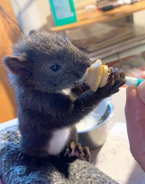 Junger Marder bekommt die Flasche